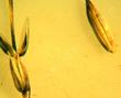 Melica imperfecta California Melic seed