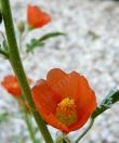 close up of Gooseberry leaf Globemallow - grid24_24