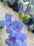 A close up of Penstemon azureus.