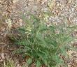 An Astragalus trichopodus growing in the unwatered gravel at Las Pilitas. - grid24_24