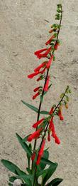 A Penstemon eatonii in the nursery - grid24_24