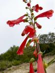 A closeup of Penstemon eatonii, firecracker penstemon - grid24_24