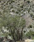 Penstemon eatonii is at the lower right hand corner. Scrub oak, Fremontia, Big Berried Manzanita, Juniperus occidentalis var. australis, Pinus monophylla, Quercus cornelius-mulleri and Joshua tree. - grid24_24