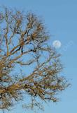 A deciduous Quercus douglasii, Blue oak tree.