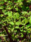 Cornus stolonifera, American Dogwood,  in the summer.