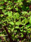 Cornus stolonifera, American Dogwood,  in the summer. - grid24_24