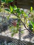 Osmaronia cerasiformis, Oso Berry, flowers.
