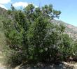 Quercus-cornelius-mulleri as a tree along Hwy. 18 North of Big Bear. This oak is native to much of interior Southern California. - grid24_24