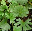 The foliage of Sidalcea malviflora. - grid24_24