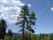 A couple of Pinus jeffreyii pines above Big Bear.