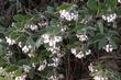 La Panza Manzanita was introduced by us and is a gray manzanita that grows into a 3 foot round mound covered with flowers. - grid24_24