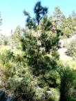 A young Coulter Pine,  6500 feet south of Big Bear City.