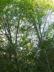 Alnus rhombifolia south of Big Bear, 6500  feet - grid24_24