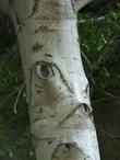 Alnus rhombifolia, White Alder, picture of trunk.