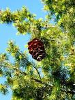 Pseudotsuga macrocarpa, Big cone spruce closeup along Hwy. 38. - grid24_24