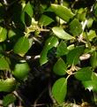 Canyon Live Oak, Quercus chrysolepis, leaves  south of Big Bear city.