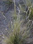 Stipa speciosa along hwy 138 in Pinon Hills - grid24_24