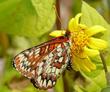 Venegasia carpesioides, Canyon Sunflower with a Variable Checkerspot, Euphydryas chalcedona - grid24_24