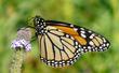 A Monarch Butterfly, Danaus plexippus  on a Verbena  lasiostachys