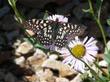 Variable Checkerspot on Erigeron Wayne Roderick