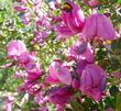 Pickeringia montana, Chaparral Pea closeup. Notice the bee butt hanging out of one of the top flowers. - grid24_24