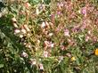 A Northern Penstemon grinnellii scrophularioides in full flower - grid24_24