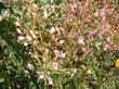A Northern Penstemon grinnellii scrophularioides in full flower