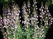 The Penstemon grinnellii scrophularioides has a more upright form