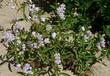 A picture of Penstemon grinnellii, Southern Woodland Penstemon , Grinnell's beardtongue - grid24_24