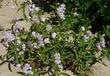 A picture of Penstemon grinnellii, Southern Woodland Penstemon , Grinnell's beardtongue