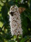 Buckeye trees are used as a nectar source for many native butterflies. Spring Azure/ Echo blue uses Aesculus californica as a larval food source.  Native plant equals native insect or bird. - grid24_24