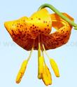 A closeup of Lilium wigginsii, Wiggins Lily