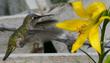 Lilium parryi with an Anna Hummingbird visiting it. There mush be food for hummingbirds as we commonly see them visiting the flowers.