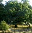 Engelmann Oak, Quercus engelmannii  - grid24_24