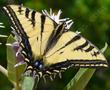 Pale Swallowtail on Asclepias speciosa, Showy Milkweed