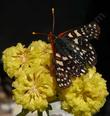 Checkerspot on Eriogonum umbellatum polyanthum, Sulfur Buckwheat - grid24_24