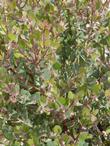 The new growth on Morro Bay manzanita, Arctostaphylos morroensis - grid24_24