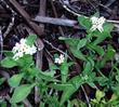 Heliotropium curassavicum