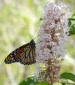 Aesculus californica, Monarch Butterfly on Buckeye flowers