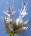 Salvia Mohavensis flower