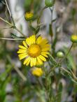 Grindella hirsutula, Hairy gumplant, flower and buds.