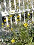 Grindella hirsutula Hairy gumplant, whole plant with greenhouse behind.