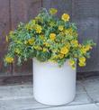 A bouquet of Grindelia stricta venulosa in a pot. Still looking good after two weeks.