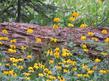 Rudbeckia californica, California Coneflower in Yosemite. - grid24_24