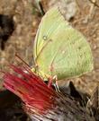 Dogface butterfly on Cirsium occidentale venustum - grid24_24