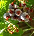 Ribes nevadense berries