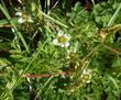 Horkelia californica , California Horkelia - grid24_24