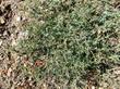 New Idria milk vetch, freckled milkvetch 