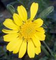 Bahia dissecta, Ragged leaf bahia is a little fuzzy gray perennial with yellow flowers.