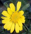 Bahia dissecta, Ragged leaf bahia is a little fuzzy gray perennial with yellow flowers. - grid24_24